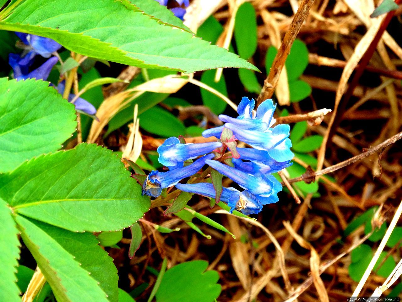 А из нашего окна гора А из нашего окна гора