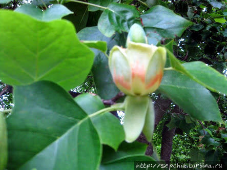 цветок тюльпанного дерева Льюис, Великобритания