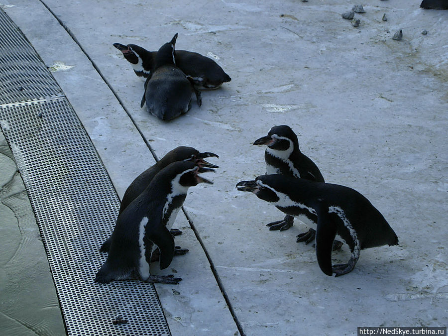 сорящиеся пингвины... Гётеборг, Швеция
