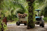 В кузове трактора плоды масличной пальмы