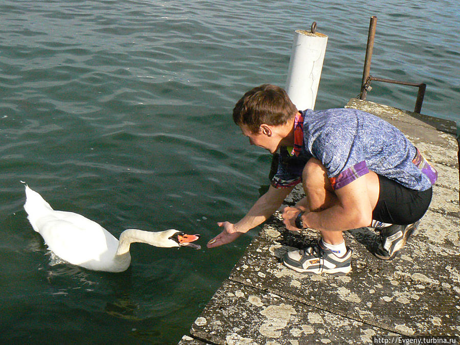 Женевский лебедь Женевский лебедь