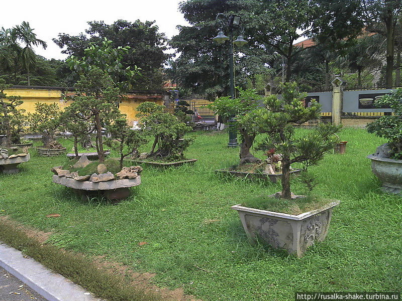 Особенности вьетнамского бонсая Бьен-Хоа, Вьетнам