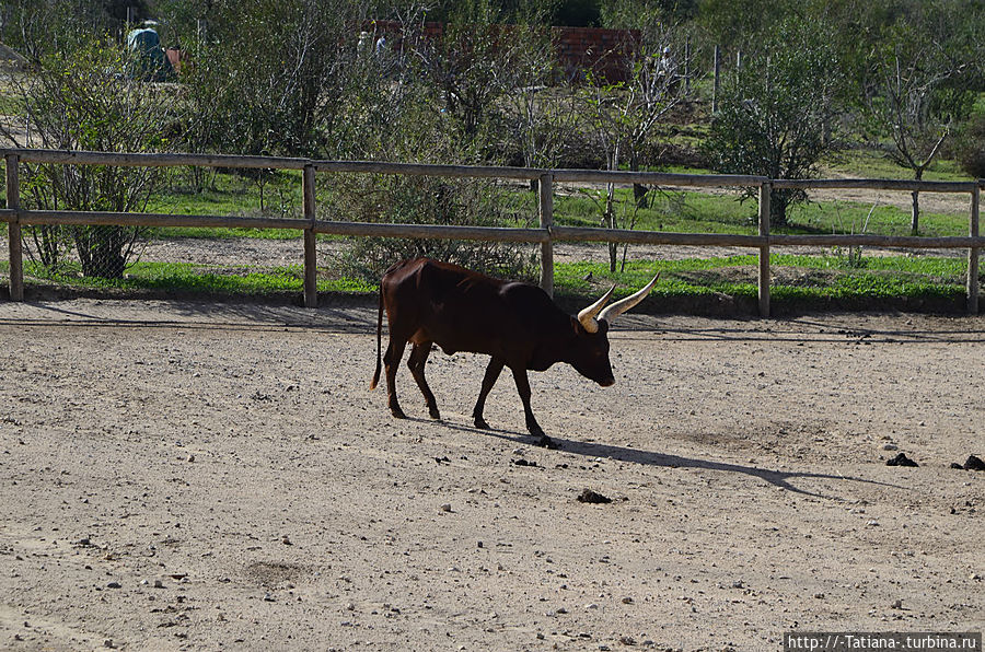У такого мощного тела такая изящная тень. У такого мощного тела такая изящная тень.