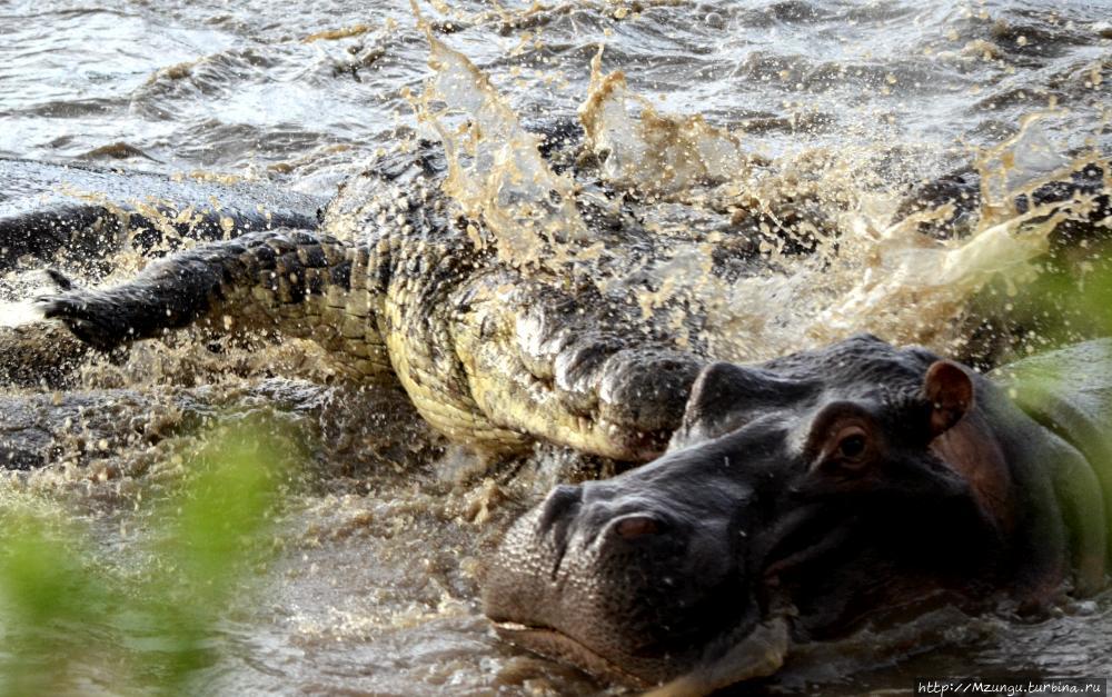 Кардиолог против крокодила Мёрчисон-Фоллс Национальный Парк, Уганда