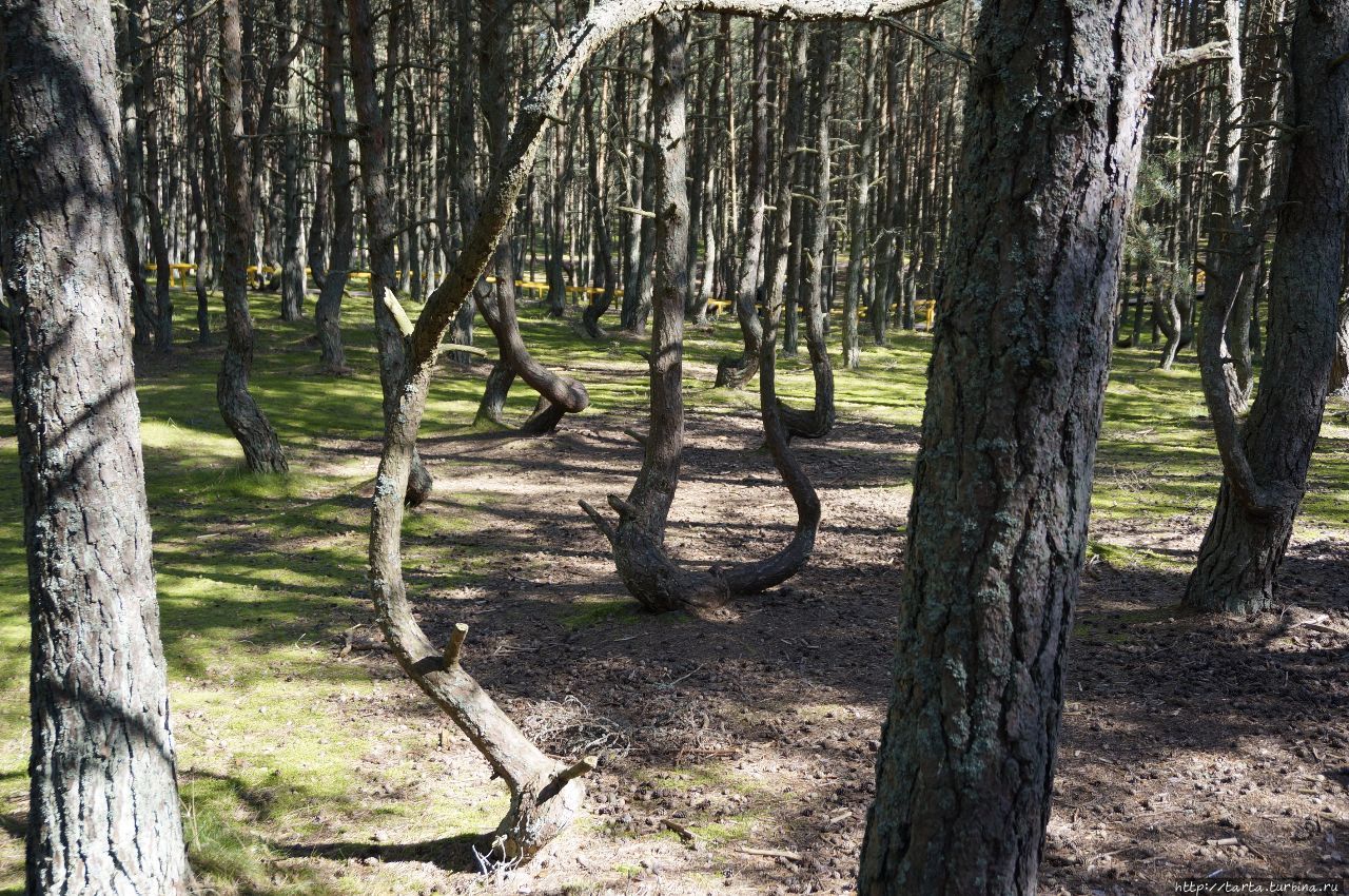 «Танцующий» лес – необъяснимая аномалия или чудо природы?!