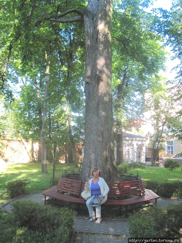 Недалеко от железнодорожного вокзала есть небольшой сквер.  Это дерево по городским легендам посажено в 1843 году королем Пруссии в честь своей матери королевы Луизы Зеленоградск, Россия