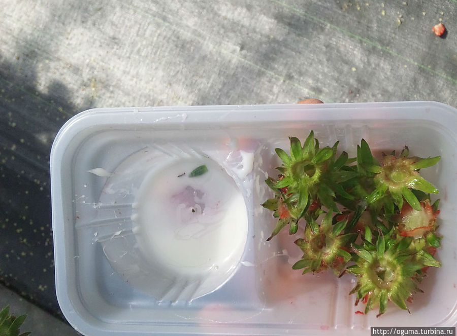 Каждому на входе вручают такую пластиковую коробочку. Один отдел для сбора хвостиков от клубники, во второй наливают сгущённого молока. Каждому на входе вручают такую пластиковую коробочку. Один отдел для сбора хвостиков от клубники, во второй наливают сгущённого молока.