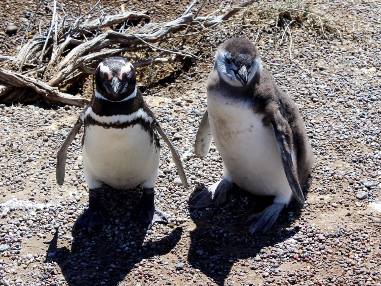 Заповедник Пунта-Томбо / Reserva Natural Punta Tombo