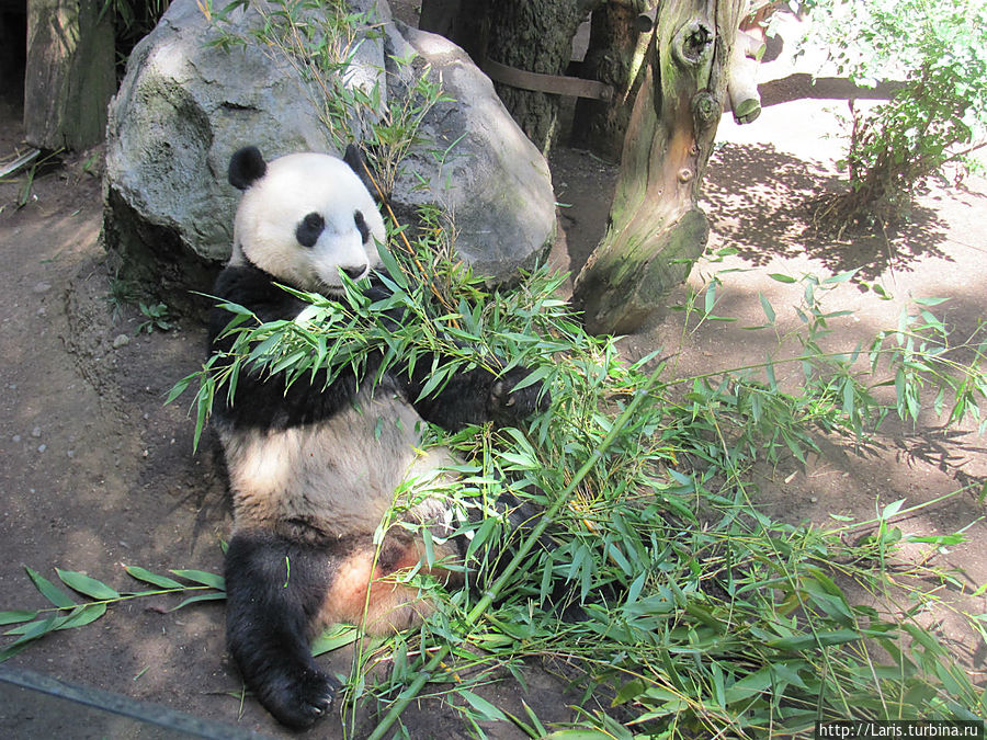 Гиганская панда — гордость зоопарка Сан Диего Гиганская панда — гордость зоопарка Сан Диего