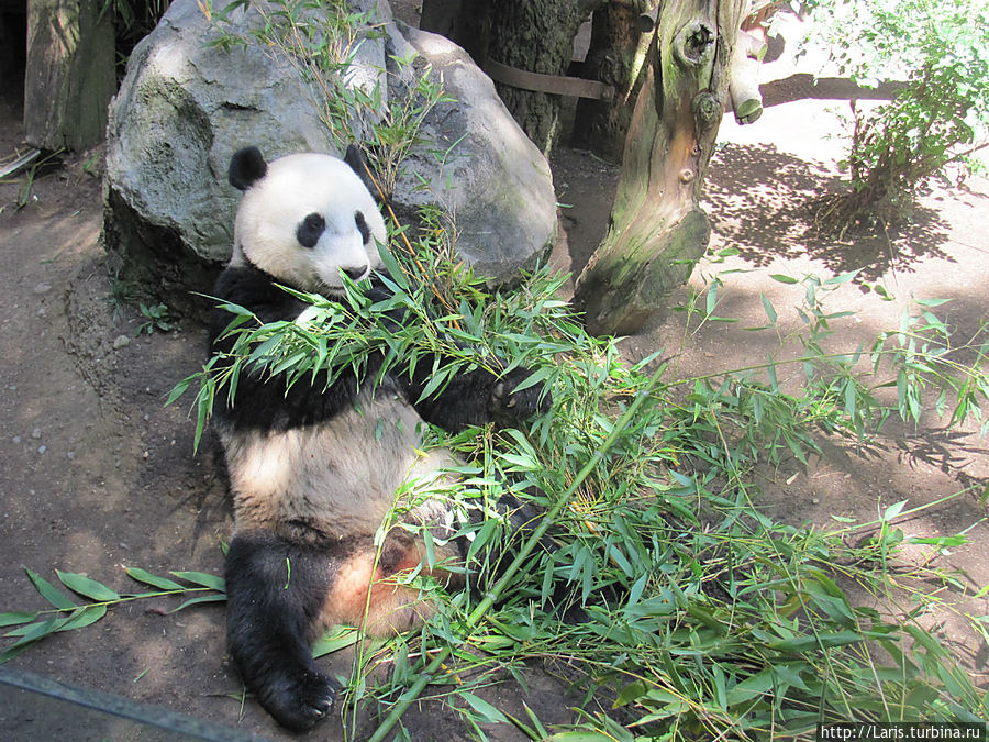 Гиганская панда — гордость зоопарка Сан Диего Вашингтон, CША