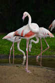 Розовый фламинго в Парке Птиц в Игуасу.