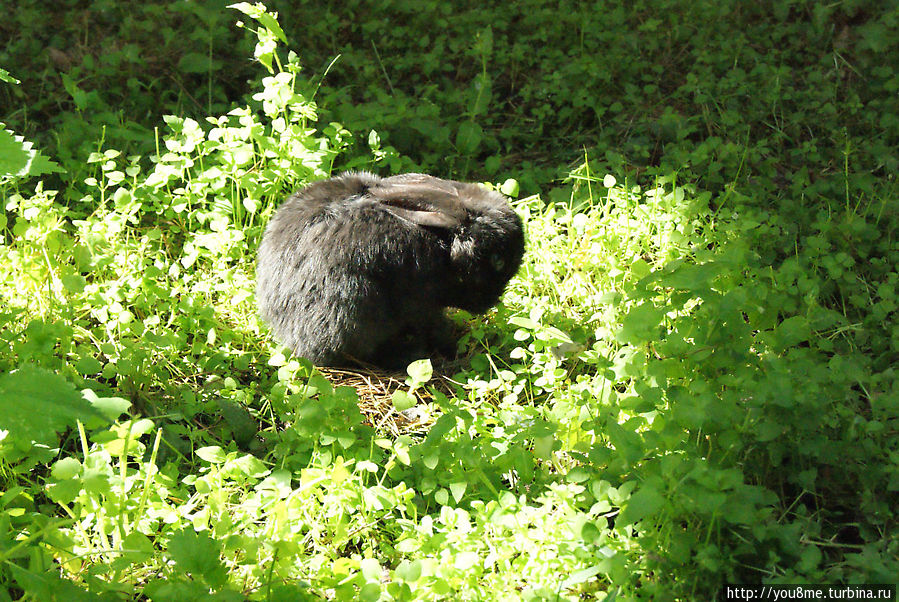 Поймайте мне кролика Нижегородская область, Россия Поймайте мне кролика Нижегородская область, Россия