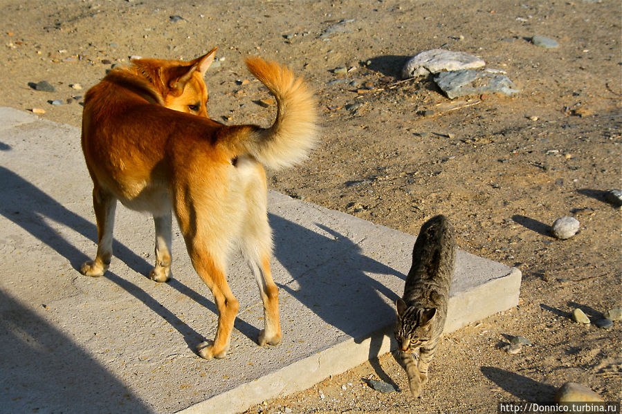 Хвост, который на самом деле виляет собакой Печенга, Россия