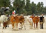 Вместо толп двуногих отдахающих на пляжах Тринкомали —  толпы священных коров. Губа- не дура, знают где отдыхать...
