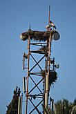 В Марракеше часто можно увидеть гнезда аистов