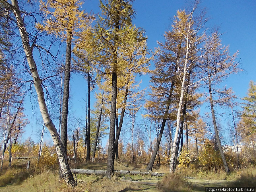 супер-северный лес. Такие лиственницы растут лет 200 Талнах, Россия