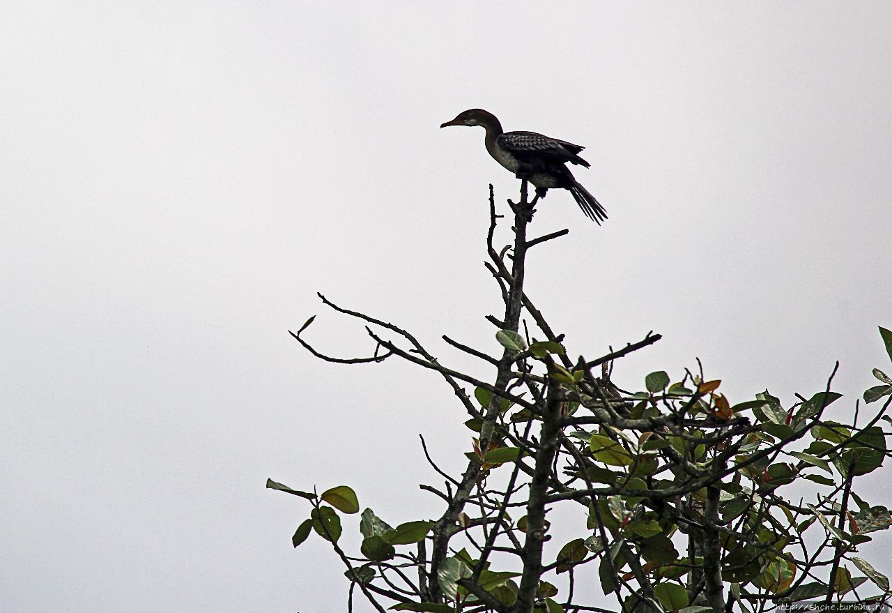 Каждый кулик свое болото хвалит Мабамба-Свомп, Уганда Каждый кулик свое болото хвалит Мабамба-Свомп, Уганда