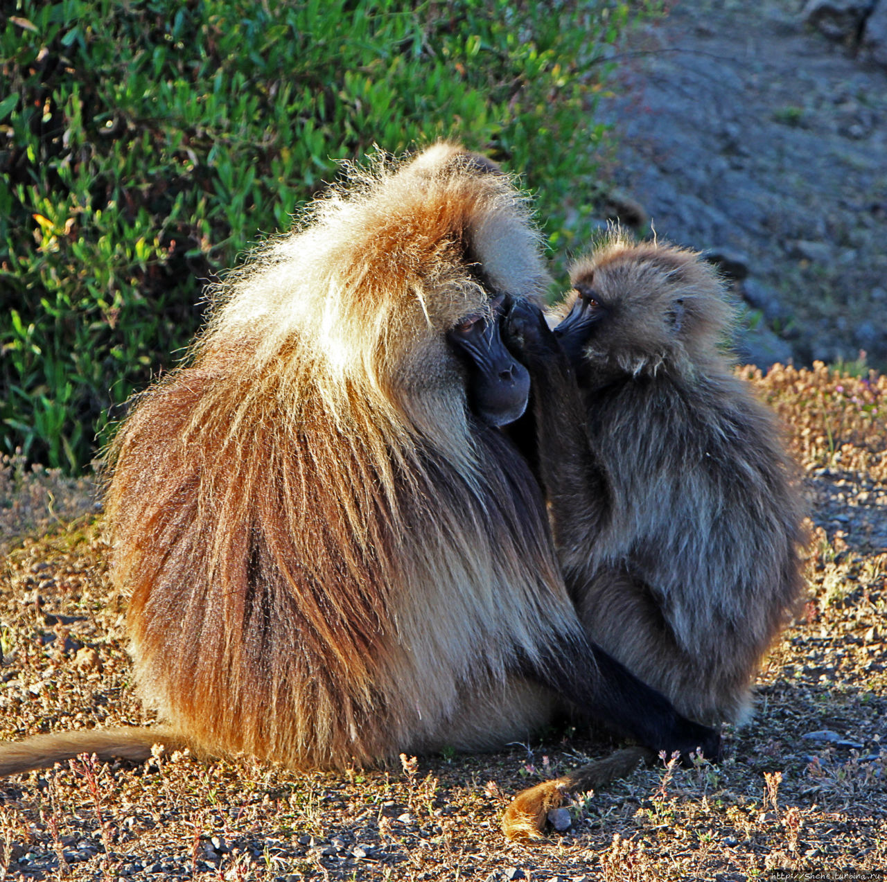 Национальный парк Сымен. Знакомство с горами и геладами