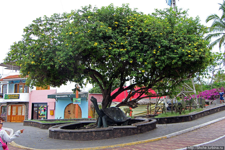 Людям тоже надо где-то жить:)) Пуэрто Айора, Галапагосы Пуэрто-Айора, остров Санта-Крус, Эквадор