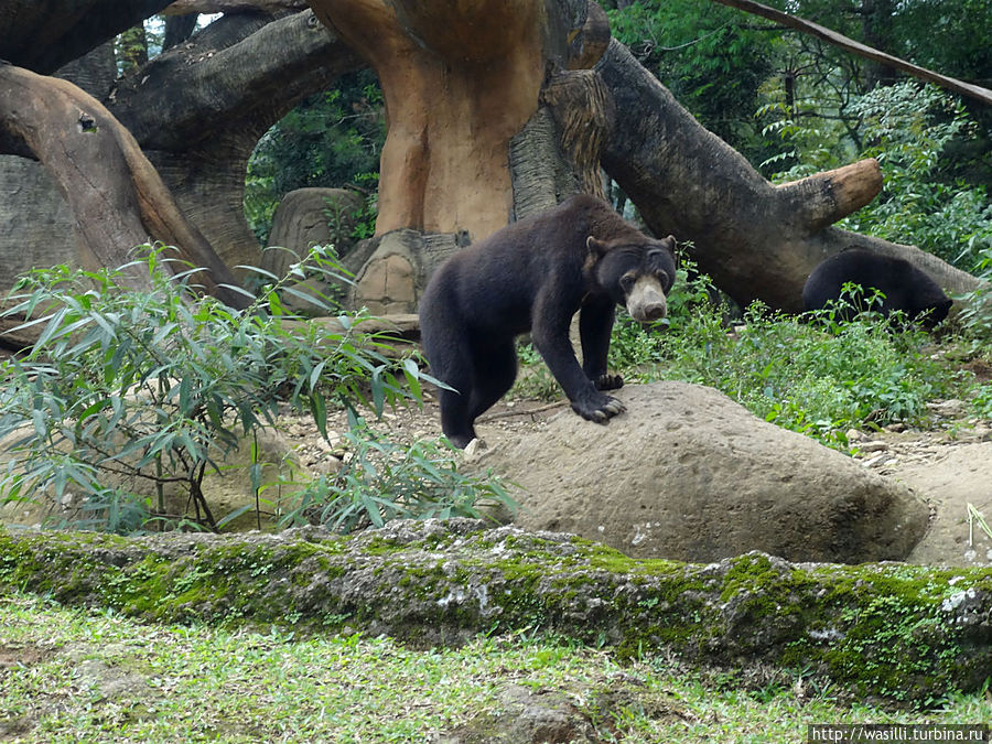 Местный мишка, маленький очень. Местный мишка, маленький очень.