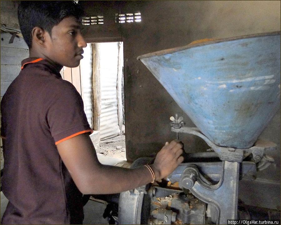 Молодой мельник Тринкомали, Шри-Ланка