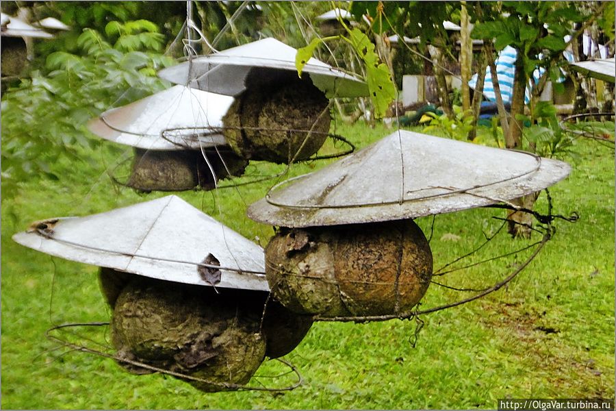 Жилье аборигенок попроще. У них ульи — это просто кокосовые скорлупки Булусан, Филиппины