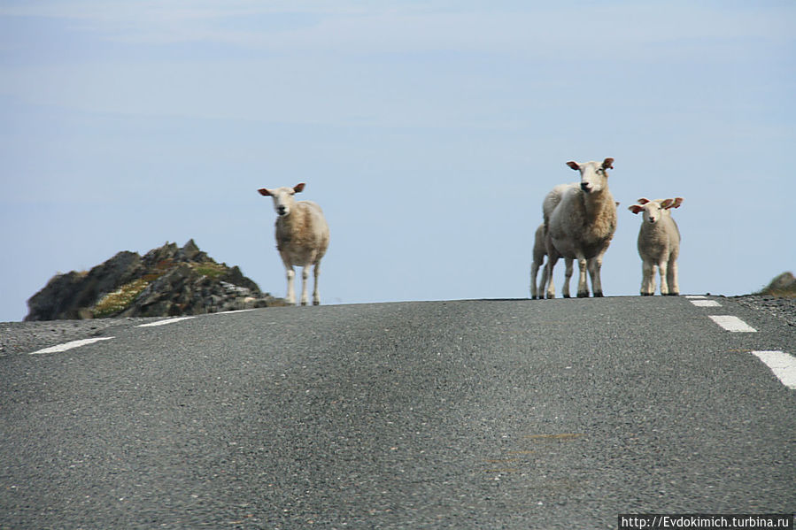 Был удивлен,что на севере Норвегии очень развито овцеводство. Они как олени ходят везде,где захотят. Вардё, Норвегия