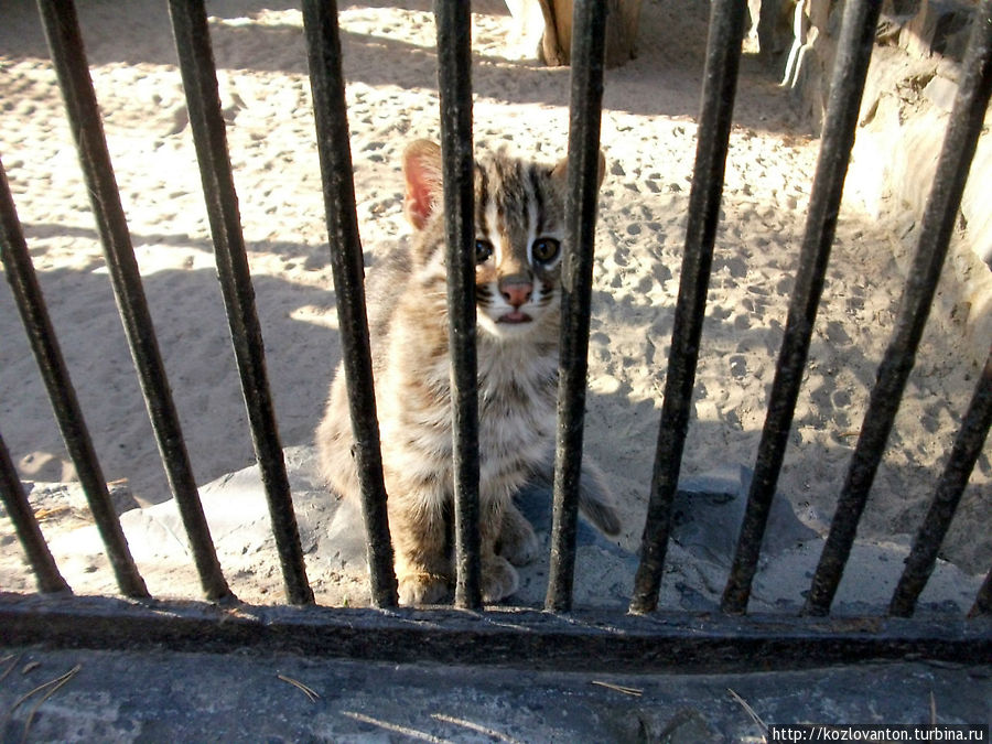 Дальневосточный котенок. Новосибирск, Россия