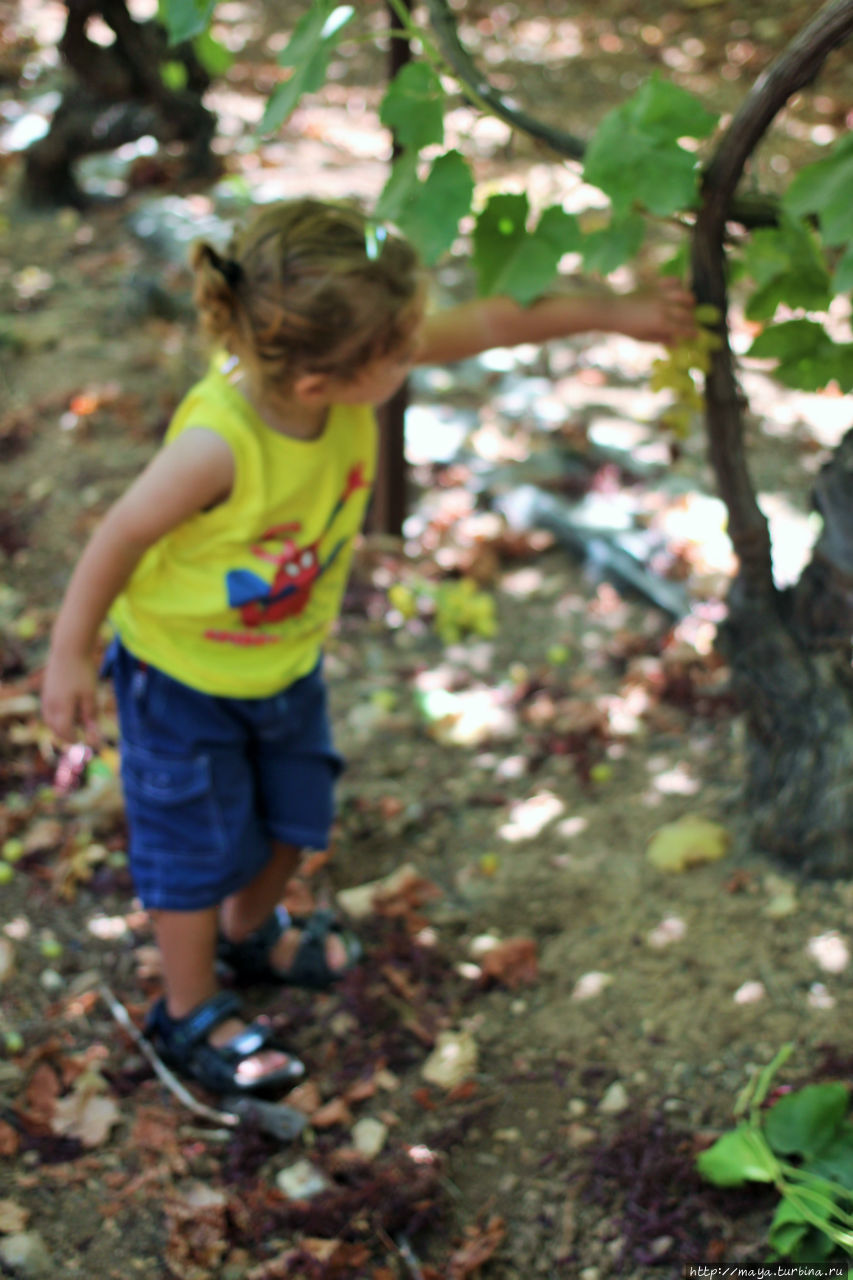 Лиорин сынишка собирает виноград прямо с лозы Лахиш, Израиль