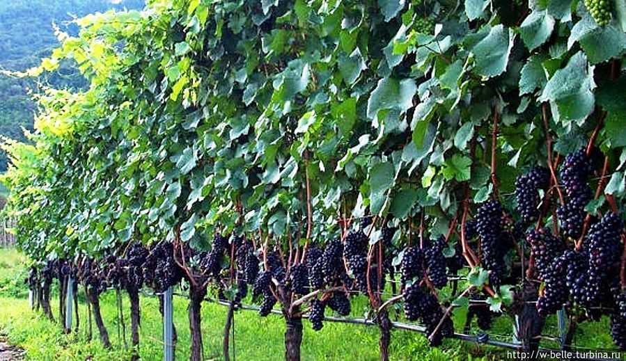 Виноградники в окрестностях Кастель-Гандольфо. Кастель-Гандольфо, Италия