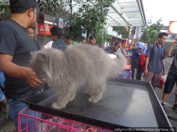 Animal market Бандунг, Индонезия