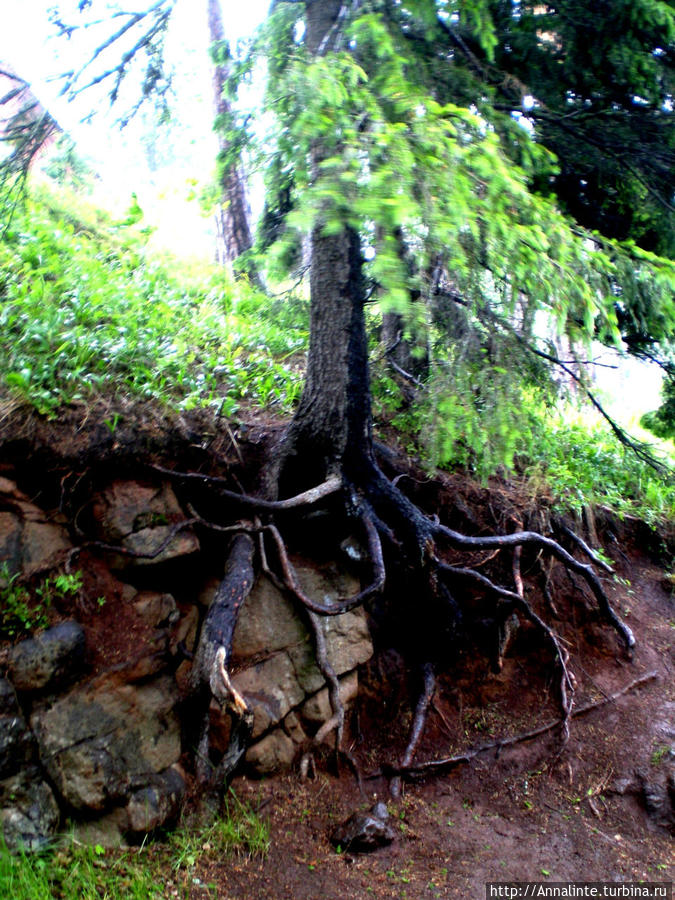 Деревья растут прямо на каменной земле, обвивая своими корнями многовековые камни... Валаам, Россия