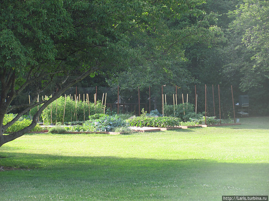 Огородик первой леди. Мишель выращивает помидорчики, зелень и призывает американцев делать то же Огородик первой леди. Мишель выращивает помидорчики, зелень и призывает американцев делать то же