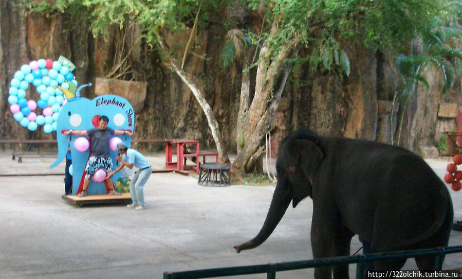 Уважаемые слоны Таиланд
