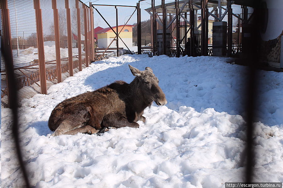 Европейский лось (Alces alces)

Лось распространён в Северном полушарии, реже в лесостепи и на окраинах степной зоны. В Европе встречается в Польше, Прибалтике, Чехии, Белоруссии, на севере Украины и в Скандинавии и Центральной России.
Лоси в Минском зоопарке содержались со времени его основания. На данный момент в зоопарке проживает пара лосей. Весной 2012 года они забрели в Парк Челюскинцев г.Минска. Это случилось уже не в первый раз, поэтому власти города предложили зоопарку принять их на постоянное место жительство. Уже почти полгода эта пара лосей живет в зоопарке. Они понемногу привыкли к людям и не боятся посетителей.