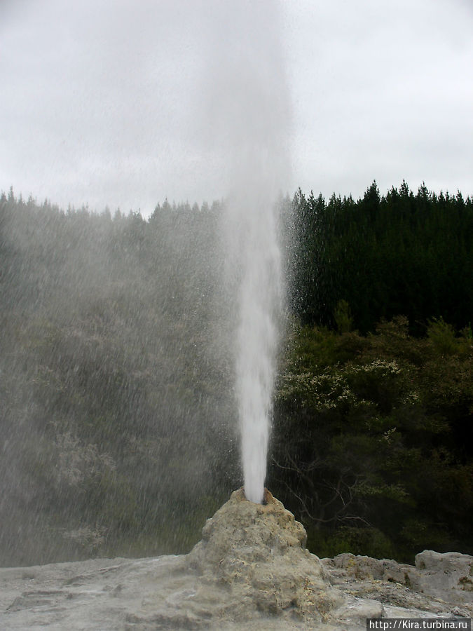 Waiotapu, Lady Knox Geyser Waiotapu, Lady Knox Geyser