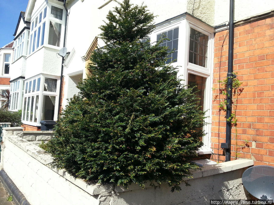 Грачи прилетели Нортхемптон, Великобритания Грачи прилетели Нортхемптон, Великобритания