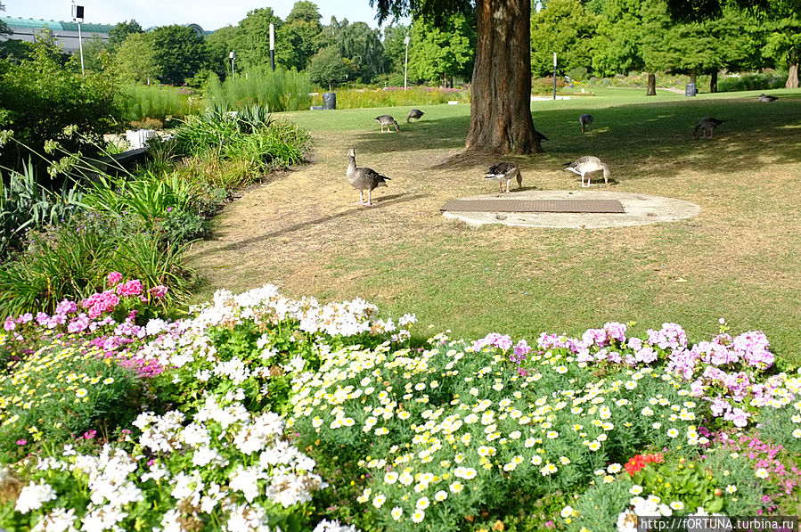 Прогулка по Ботанический саду Гамбург, Германия Прогулка по Ботанический саду Гамбург, Германия