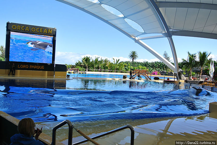 Часть 6. Лоро Парк как гормон счастья Остров Тенерифе, Испания Часть 6. Лоро Парк как гормон счастья Остров Тенерифе, Испания