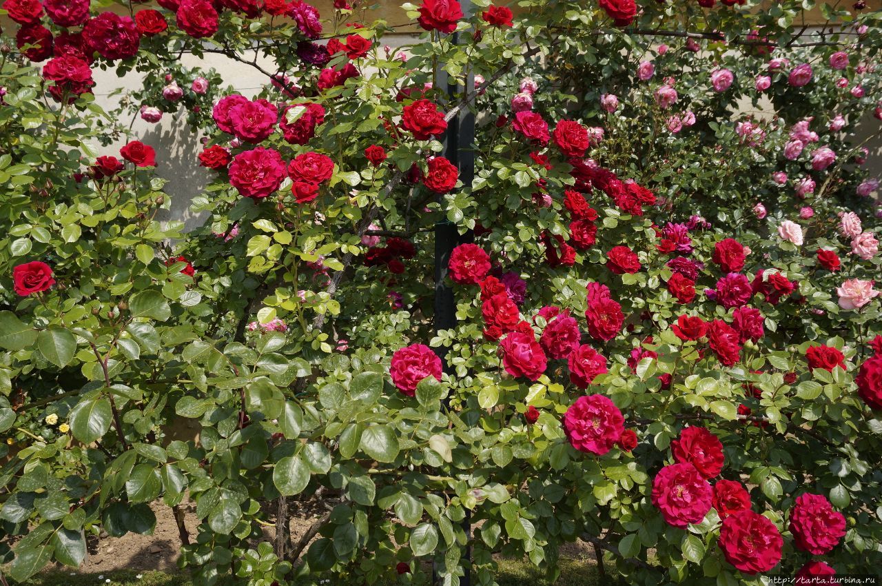 Розы, ставшие спасением для королевской виллы Монца, Италия