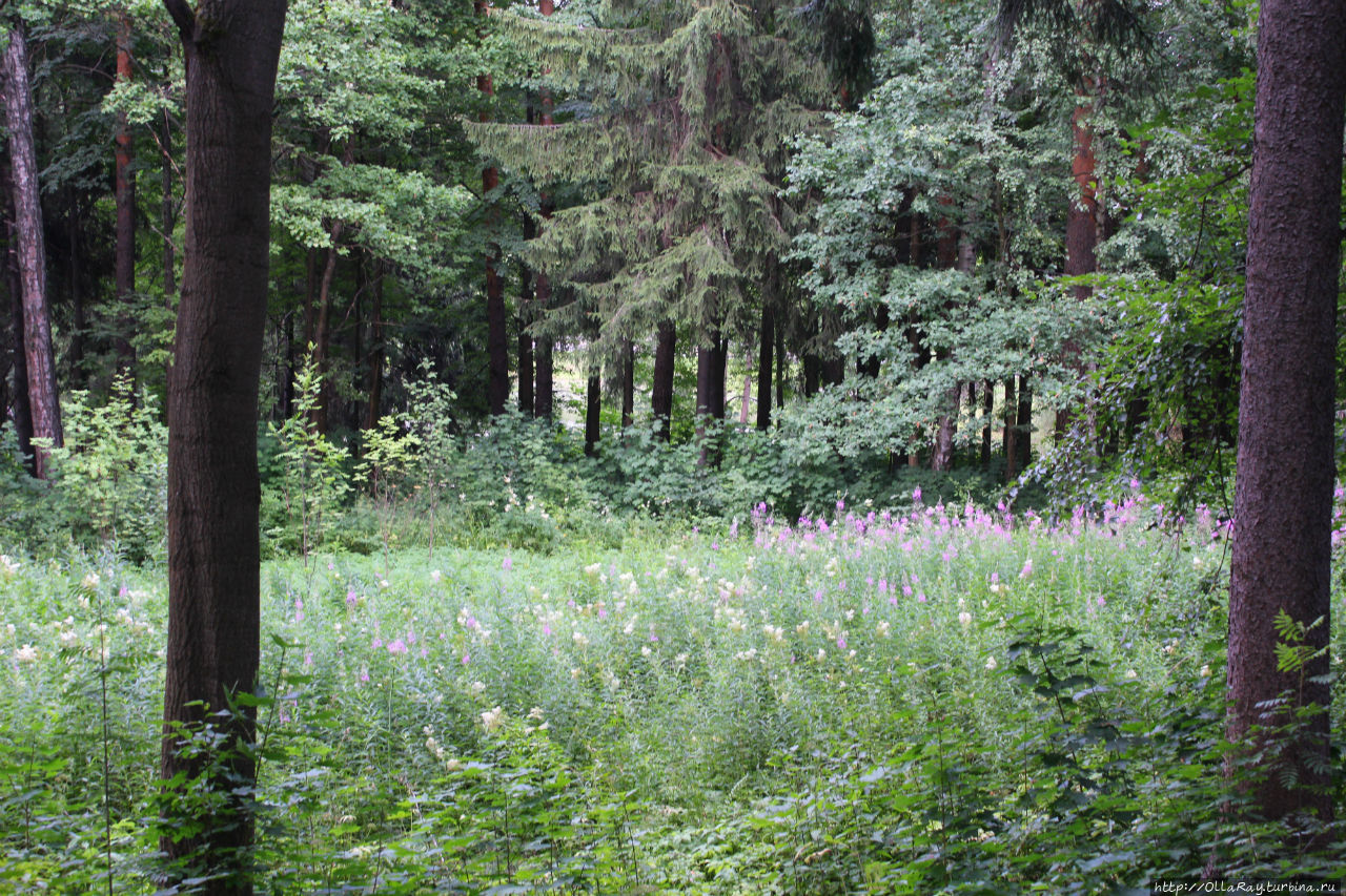 Парк Абрамцево Парк Абрамцево