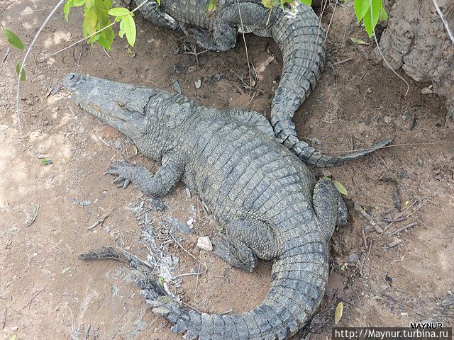 Крокодилья ферма. Крокодилья ферма.