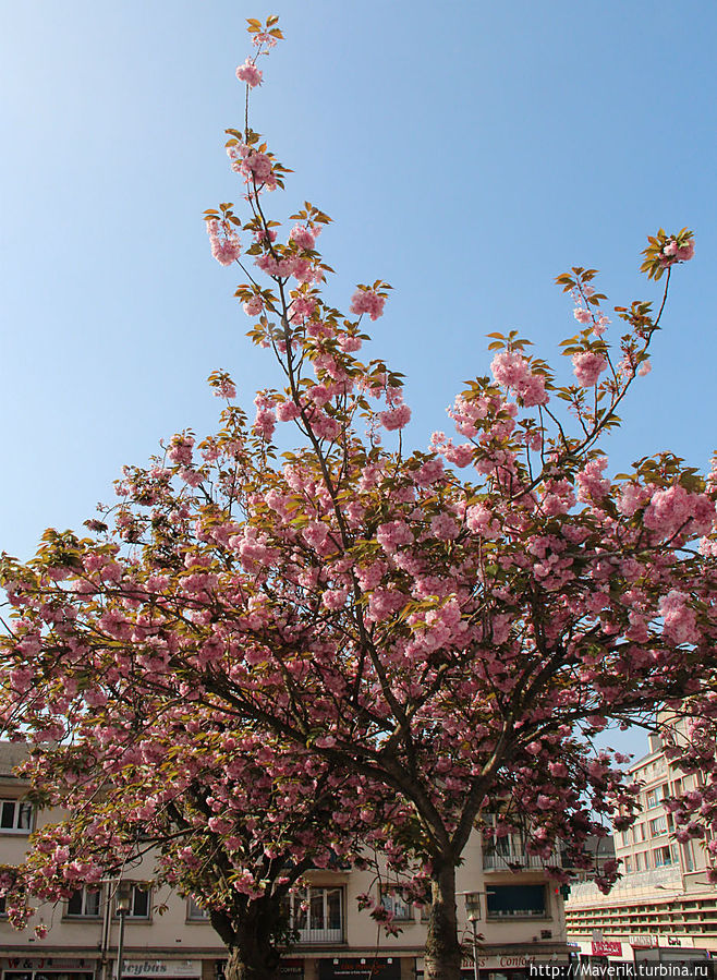Майский Руан — цветение сакуры Руан, Франция