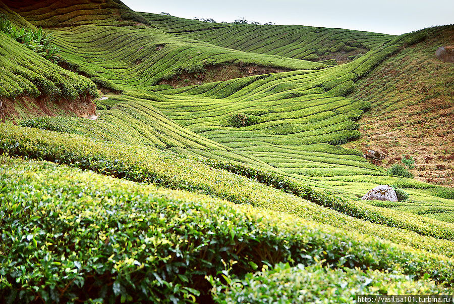 Чайные плантации — Sungai Palas Boh Tea Estate Танах-Рата, Малайзия