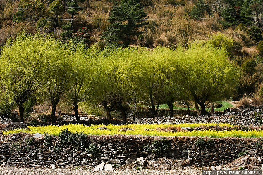 Из зимы в весну Из зимы в весну