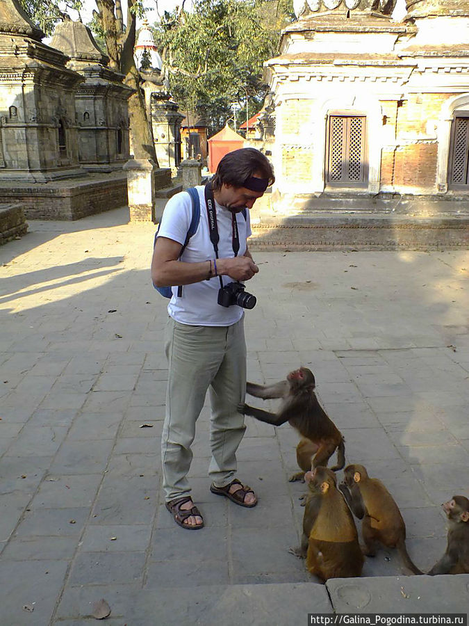 Боря и макаки Боря и макаки