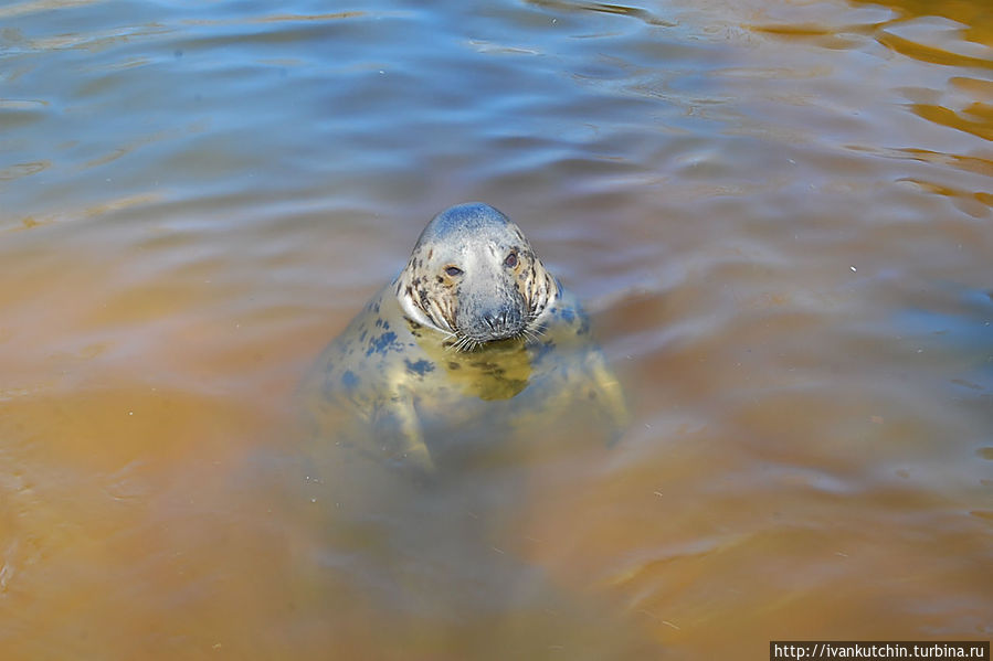 А вот и тюлени. Позирует для фото. Красавец. А вот и тюлени. Позирует для фото. Красавец.