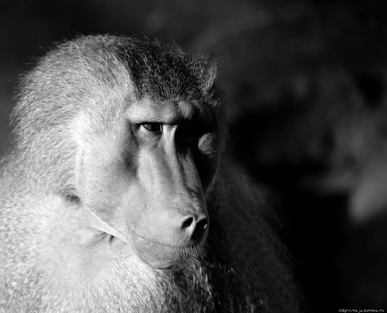 Звериный калейдоскоп.  Приматы Чиангмай, Таиланд