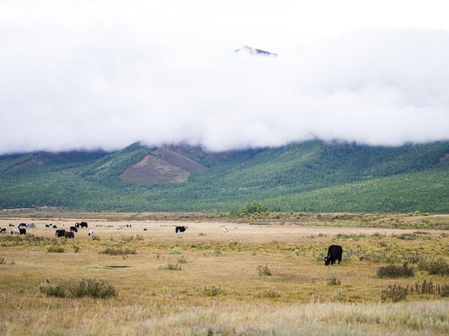 Парнокопытные лопают траву на высоте полтора килОметра, горы, торчащие из облаков — под три килОметра: небо затесалось где-то в промежутке, в непонимании от чего отталкиваться и где вешать облака. Монголия