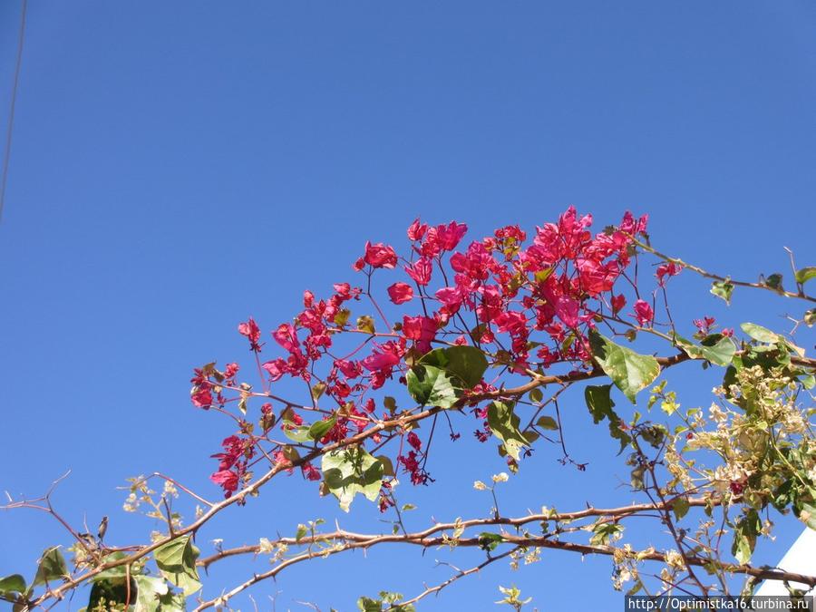 Здравствуй, Дидим! Дидим, Турция Здравствуй, Дидим! Дидим, Турция